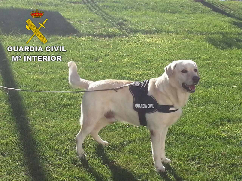 Perro de la Guardia Civil